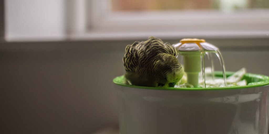 Das Foto zeigt einen Wellensittich, der badet