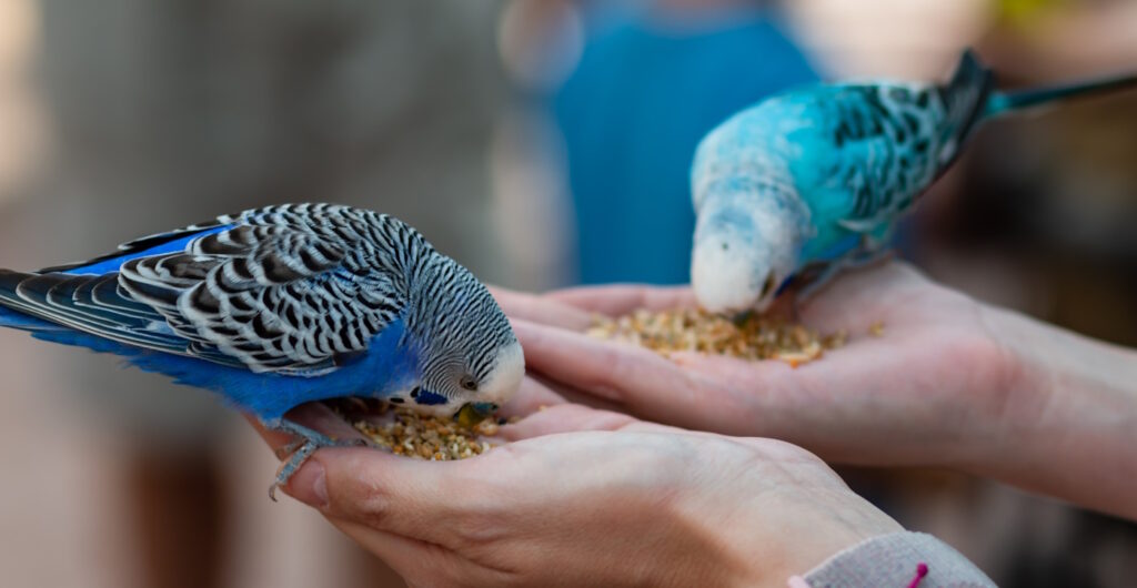 Das Foto zeigt zwei Wellensittiche die Körner aus der Hand fressen