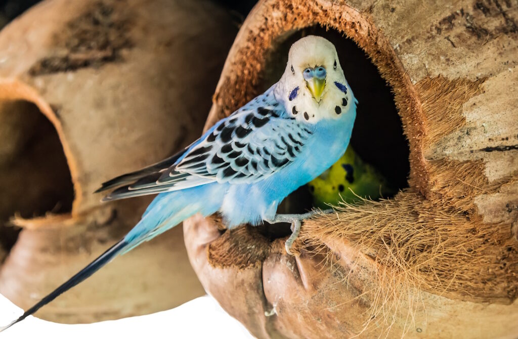 Das Foto zeigt einen Wellensittich, der an seinem Nest sitzt