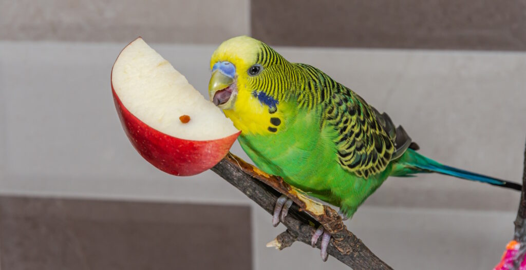 Das Foto zeigt einen Wellensittich der einen Apfel frisst