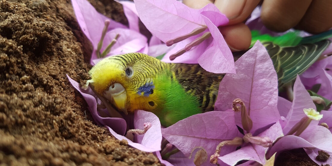 Das Foto zeigt einen Wellensittich in einem Grab mit Blumen