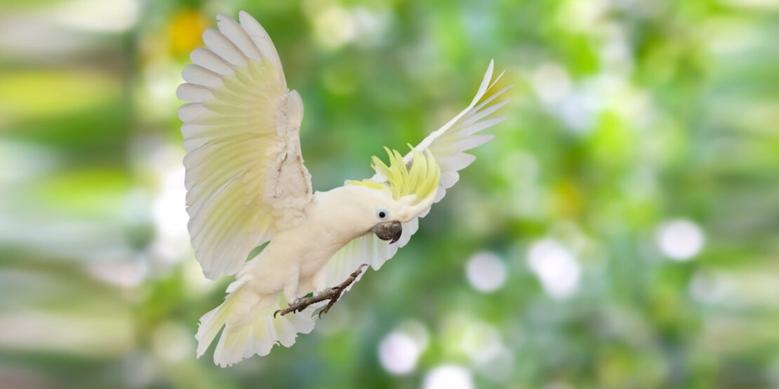 Das Foto zeigt einen fliegenden Kakadu