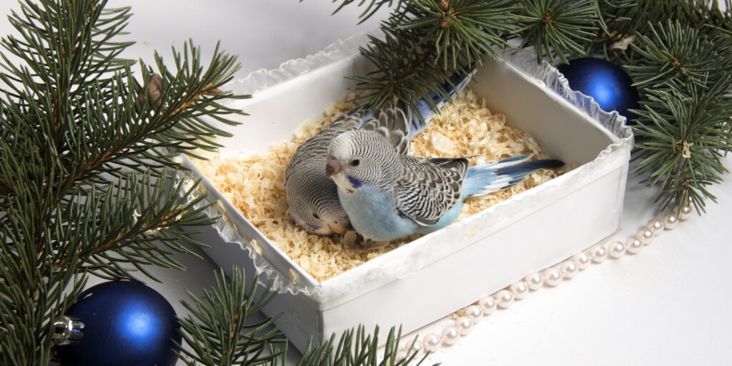 Das Foto zeigt zwei Wellensittiche in einer Box unter dem Weihnachtsbaum