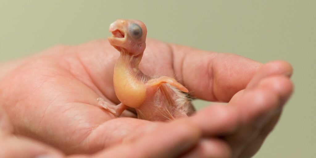 Das Foto zeigt einen Baby-Kakadu