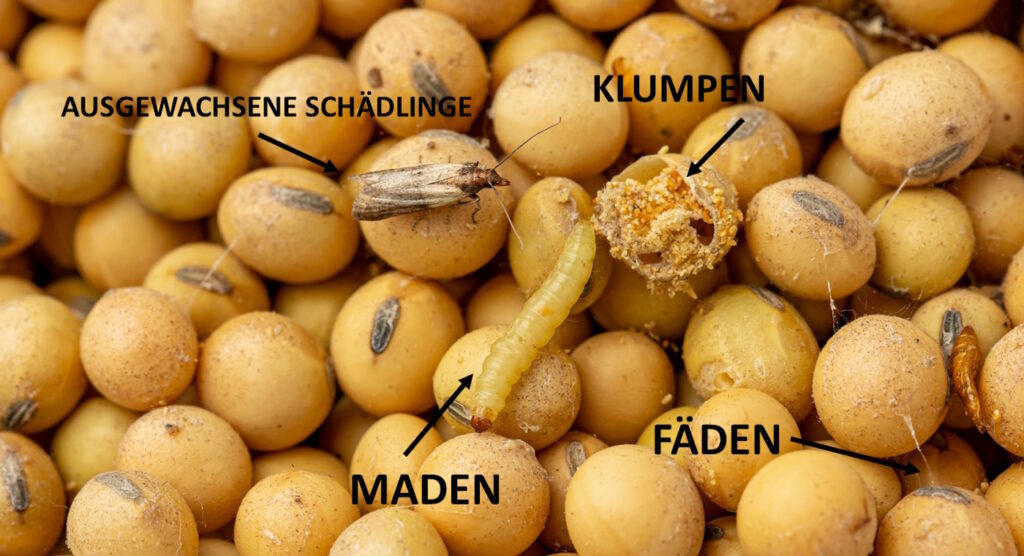 Das Foto zeigt Fäden, Klumpen, Maden und einen Falter. Alles Indizien für Schädlinge.