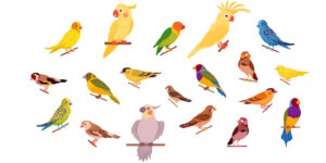 Das Foto zeigt eine Karikatur verschiedener Vogelarten
