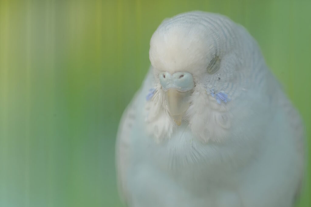 Das Foto zeigt einen Wellensittich mit geschlossenen Augen