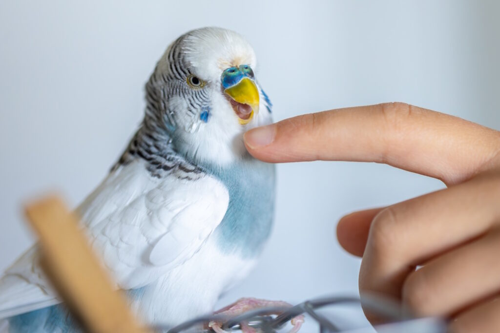 Das Foto zeigt einen Vogel der in einen Finger beißt