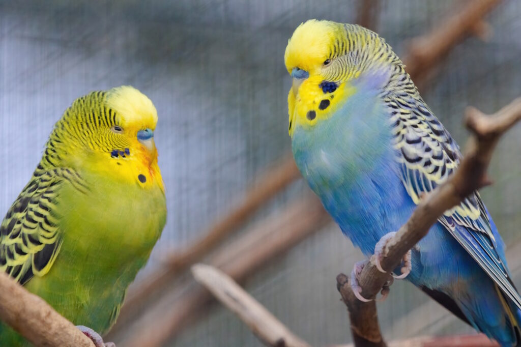 Das Foto zeigt einen grünen und einen blauen Wellensittich. Beide haben ein gelbes Gesicht.