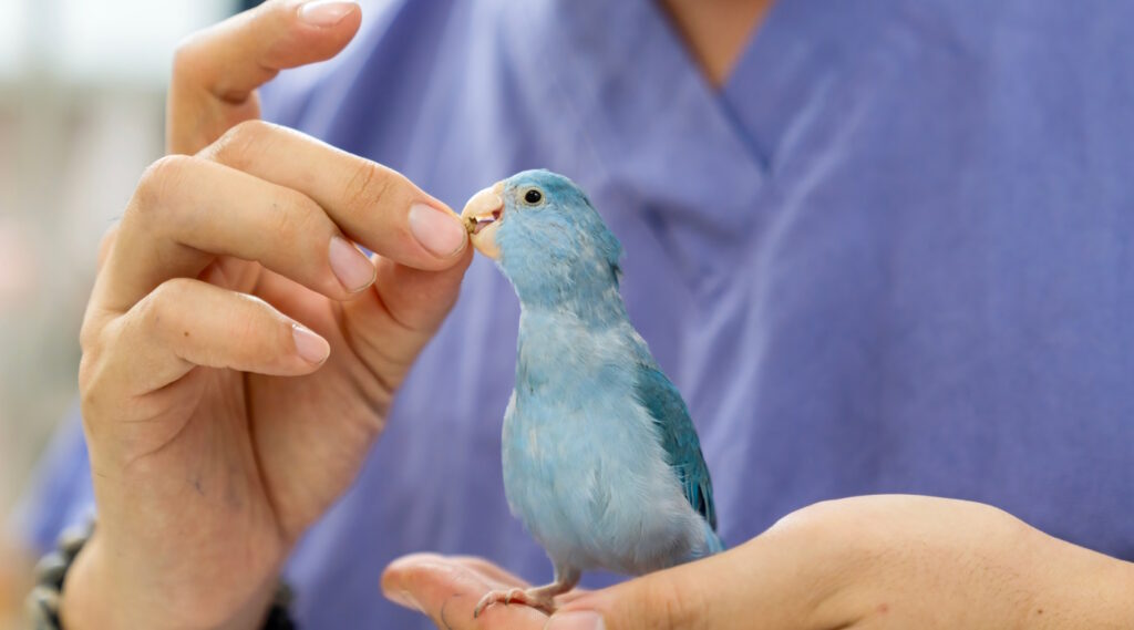 Das Foto zeigt einen Vogel beim Tierarzt