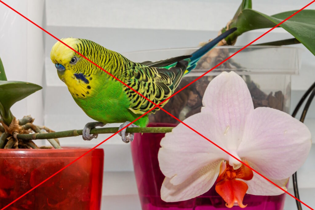 Das Foto zeigt einen Wellensittich auf einer Orchidee
