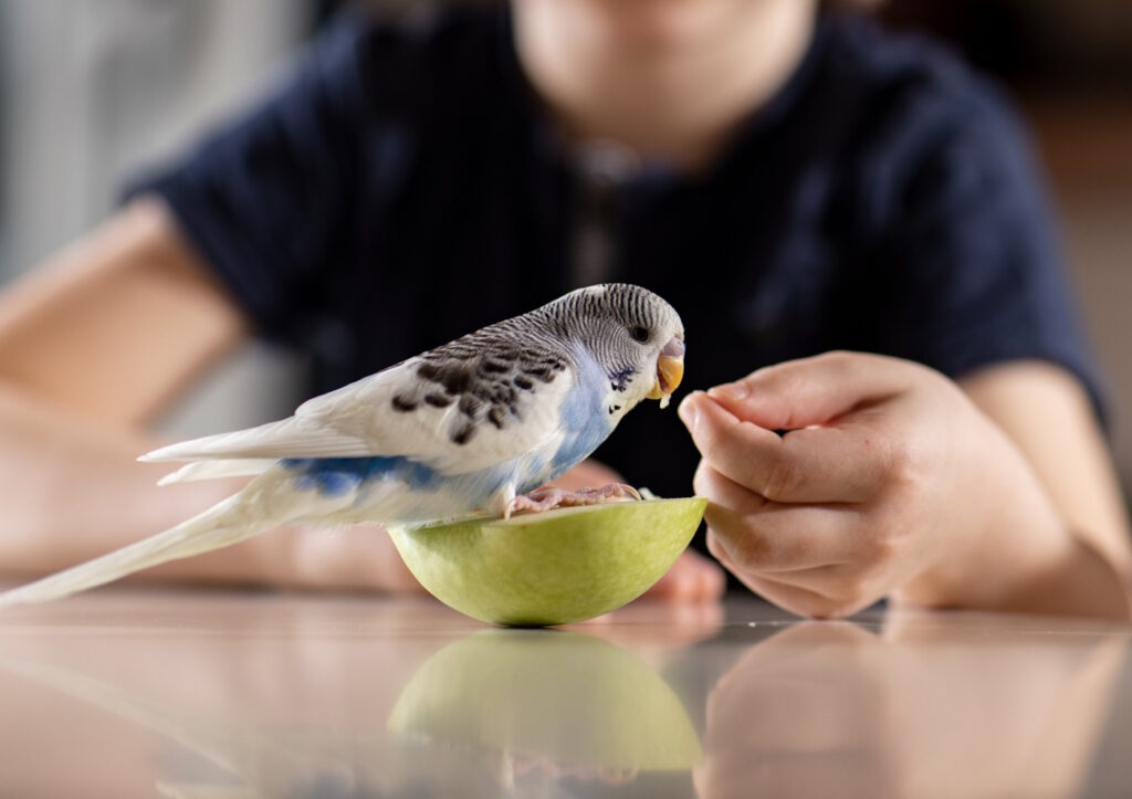 Das Foto zeigt einen Wellensittich mit einem Apfel